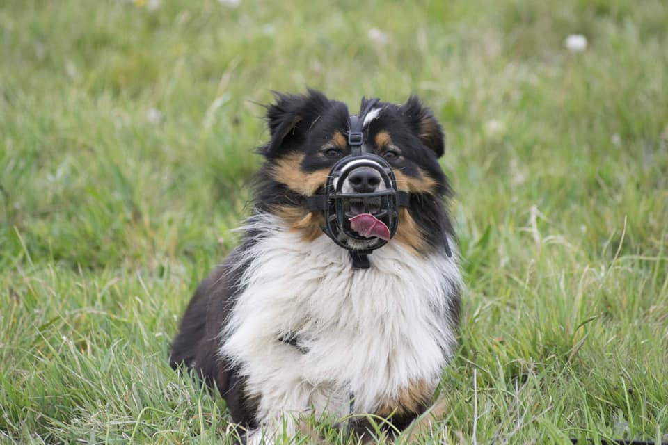 Educateur Canin Nasko Educateur Canin Nasko